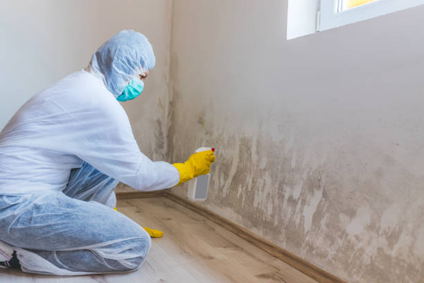 Professional mold removal team in Westmont