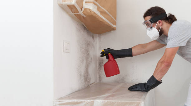 Basement Mold Remediation treatment on basement walls in Westmont